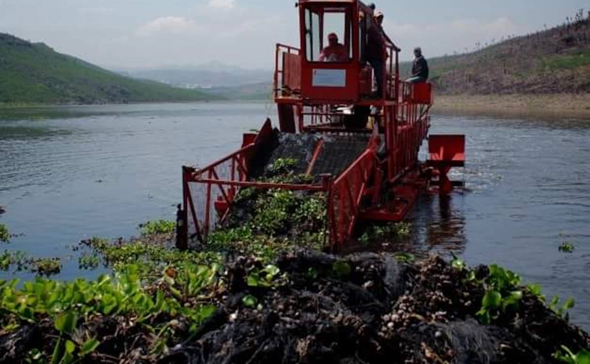 Interapas, no invertirá para limpiar el lirio de presa San José