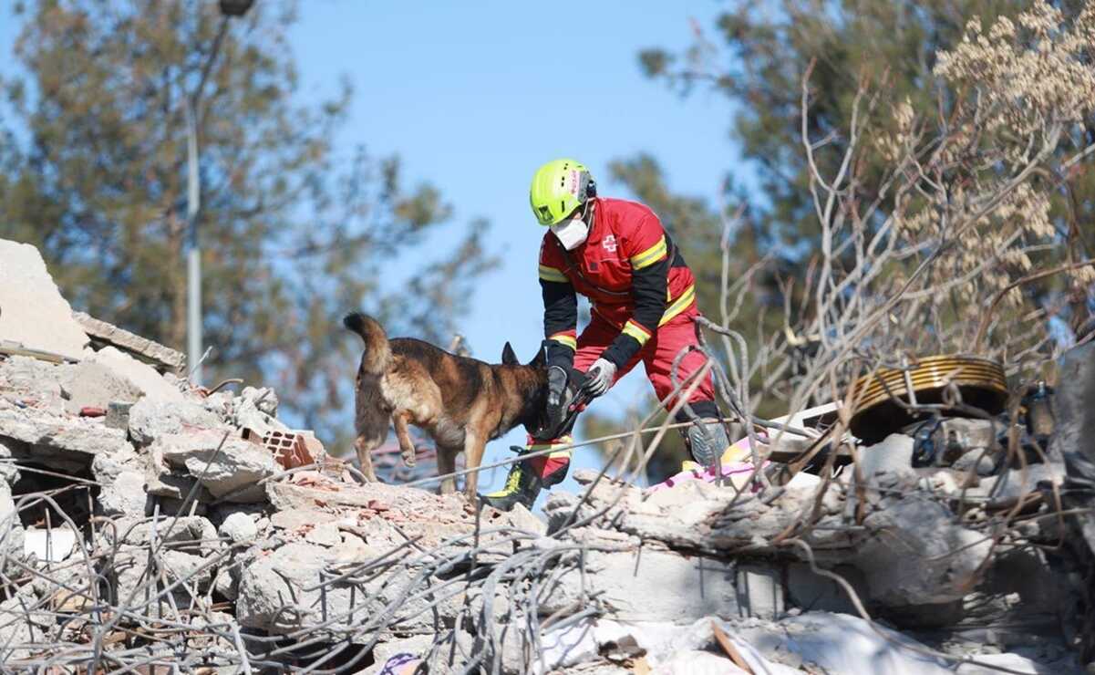 VIDEO ¡Patas a la obra! Así laboran los binomios caninos mexicanos en Turquía, tras devastador terremoto  