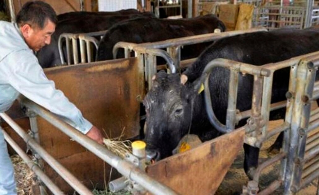 Fallece Kaga, la primera vaca clonada del mundo