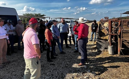 Logran contener gusano barrenador en la Huasteca, asegura gobierno de SLP  
