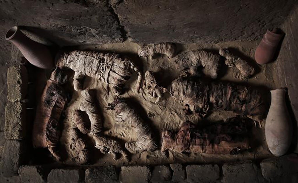 Hallan decenas de momias de gatos en El Cairo