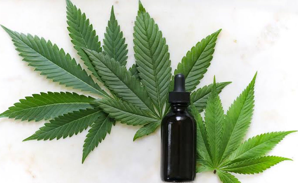 Legalizar uso de la mariguana es puerta de entrada a otras sustancias, advierte la iglesia