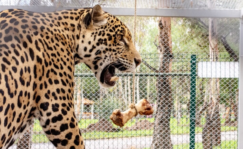 Alistan nuevo hábitat para jaguar y pantera en parque Tangamanga I