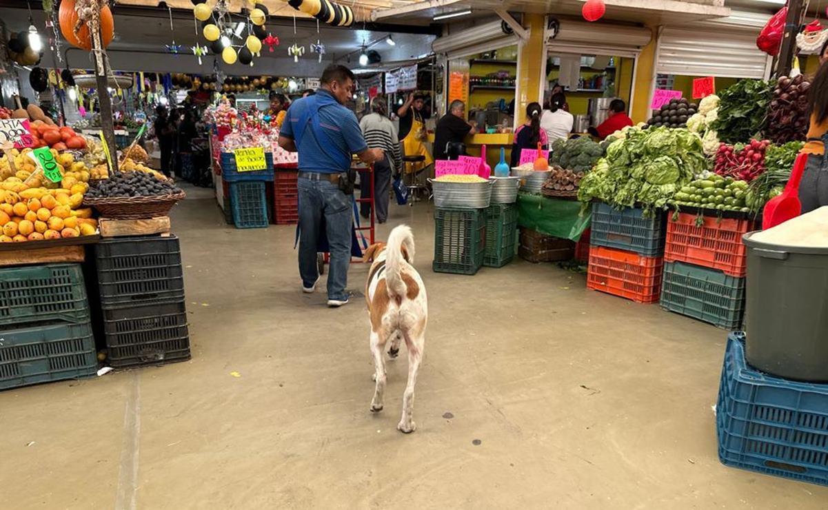 Duque, el perro arropado por comerciantes del mercado República
