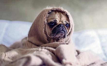 Sonidos de cohetes pueden matar a perros de un ataque de ansiedad: especialista