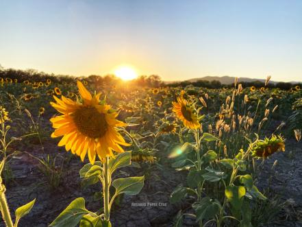 Campos de girasoles en Cerritos SLP,  los más virales en redes
