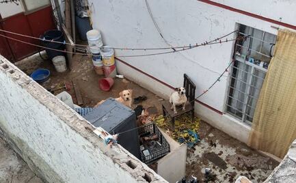 Fiscalía de SLP trabaja en 38 carpetas de investigación por maltrato animal 