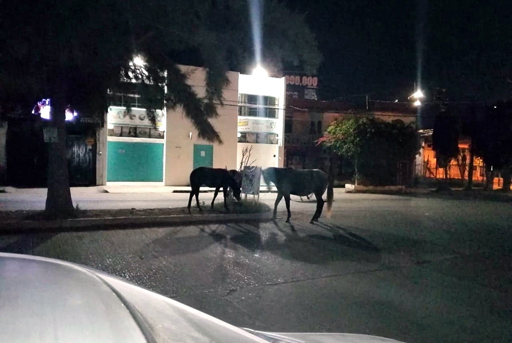Equinos sueltos en Salvador Nava pudieron provocar accidentes 