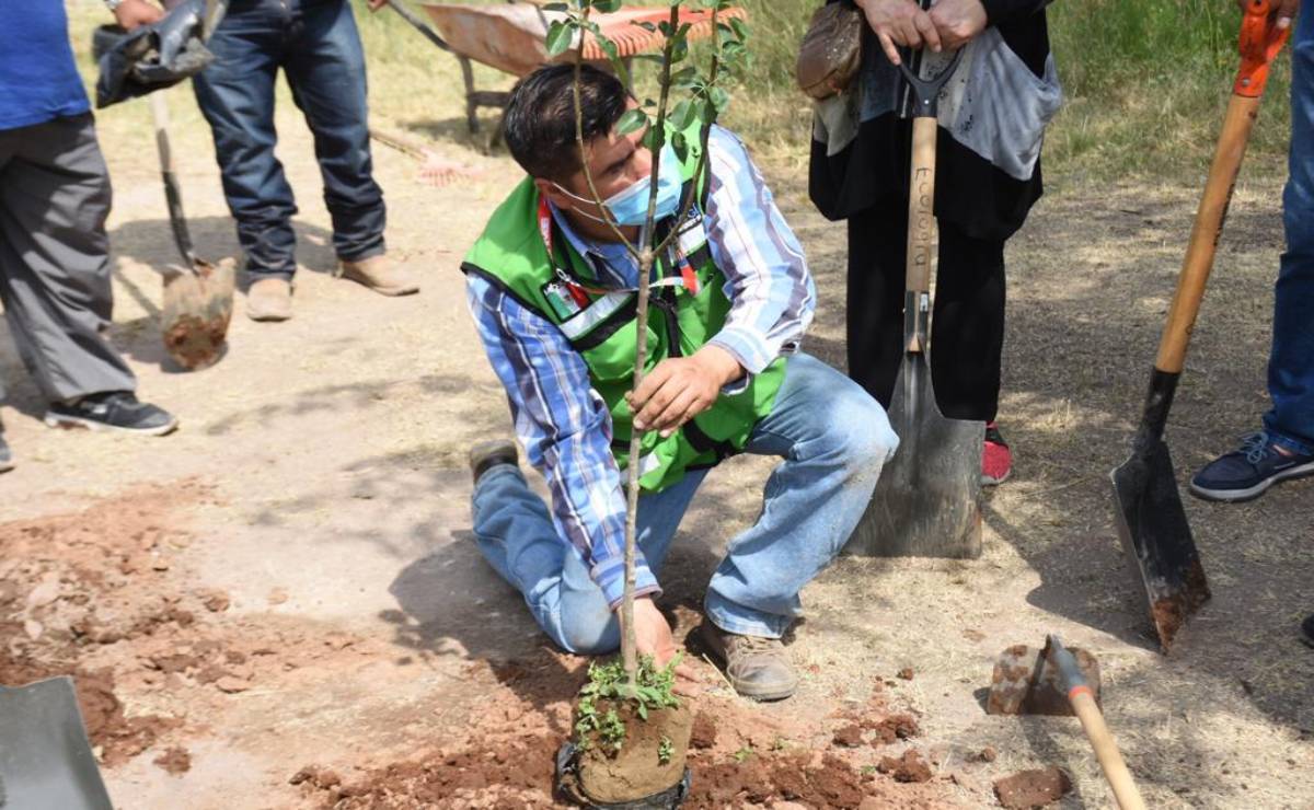 Donarán en Soledad 400 árboles frutales a la población para promover cuidado ambiental