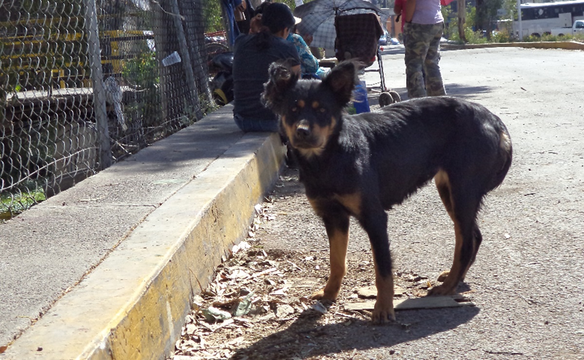 En Soledad atienden hasta 12 denuncias por maltrato animal al mes