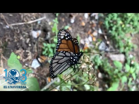 Empresarios de SLP donan algodoncillo, planta vital para las mariposas monarca