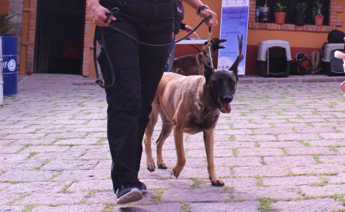 Rescatarán a 600 mil perros sin hogar en San Luis Potosí
