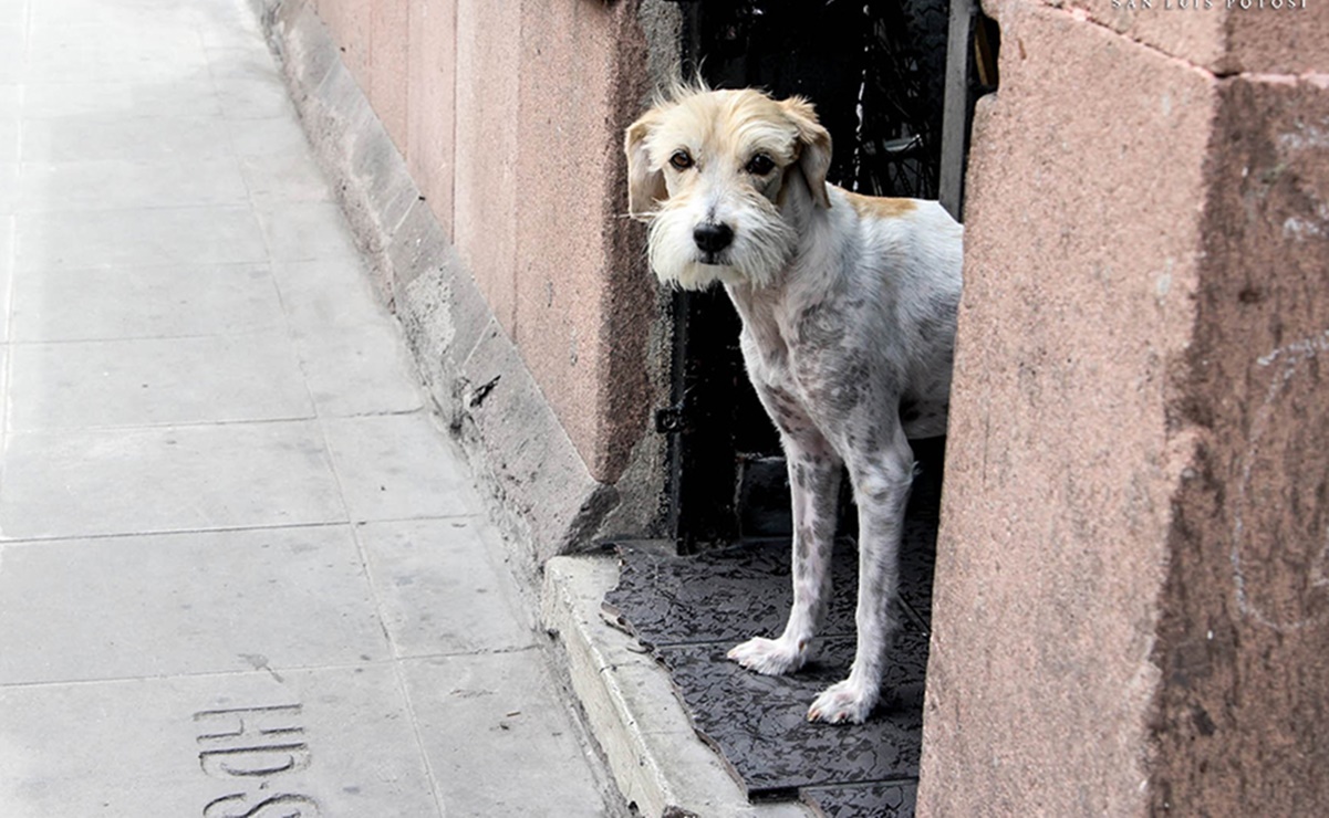 Investigan presunto envenenamiento de cinco perros en Ciudad Valles 
