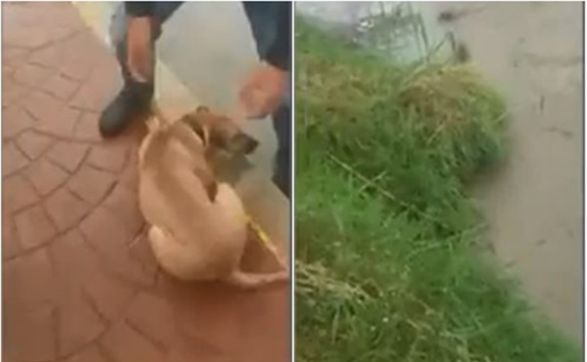 VIDEO. Denuncian en redes a hombre que lanzó a perrito a río en San Luis Potosí