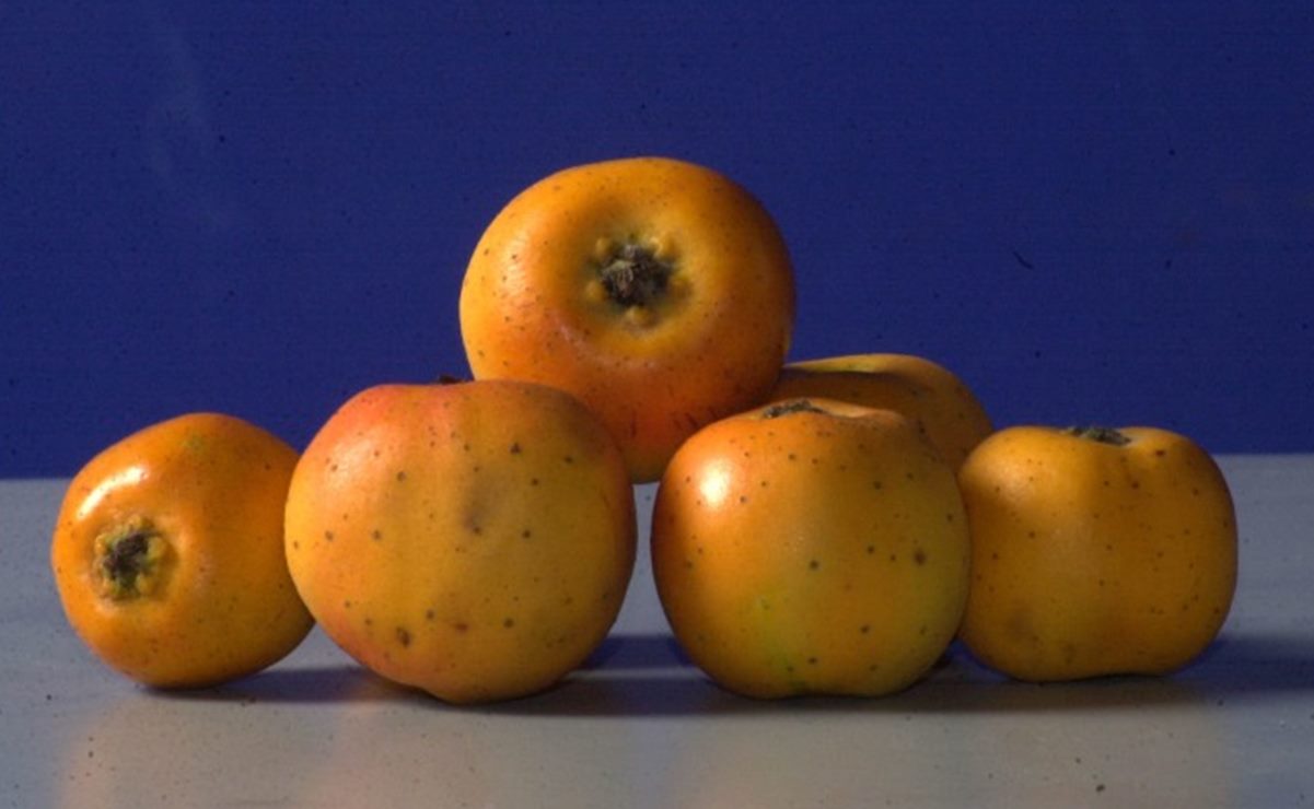 Tejocote, el fruto del ponche navideño que cura lo “chipil”