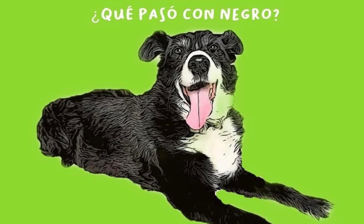 Investigan muerte de “Negro”, perro arrollado en SLP; Gallardo pide castigo para el responsable