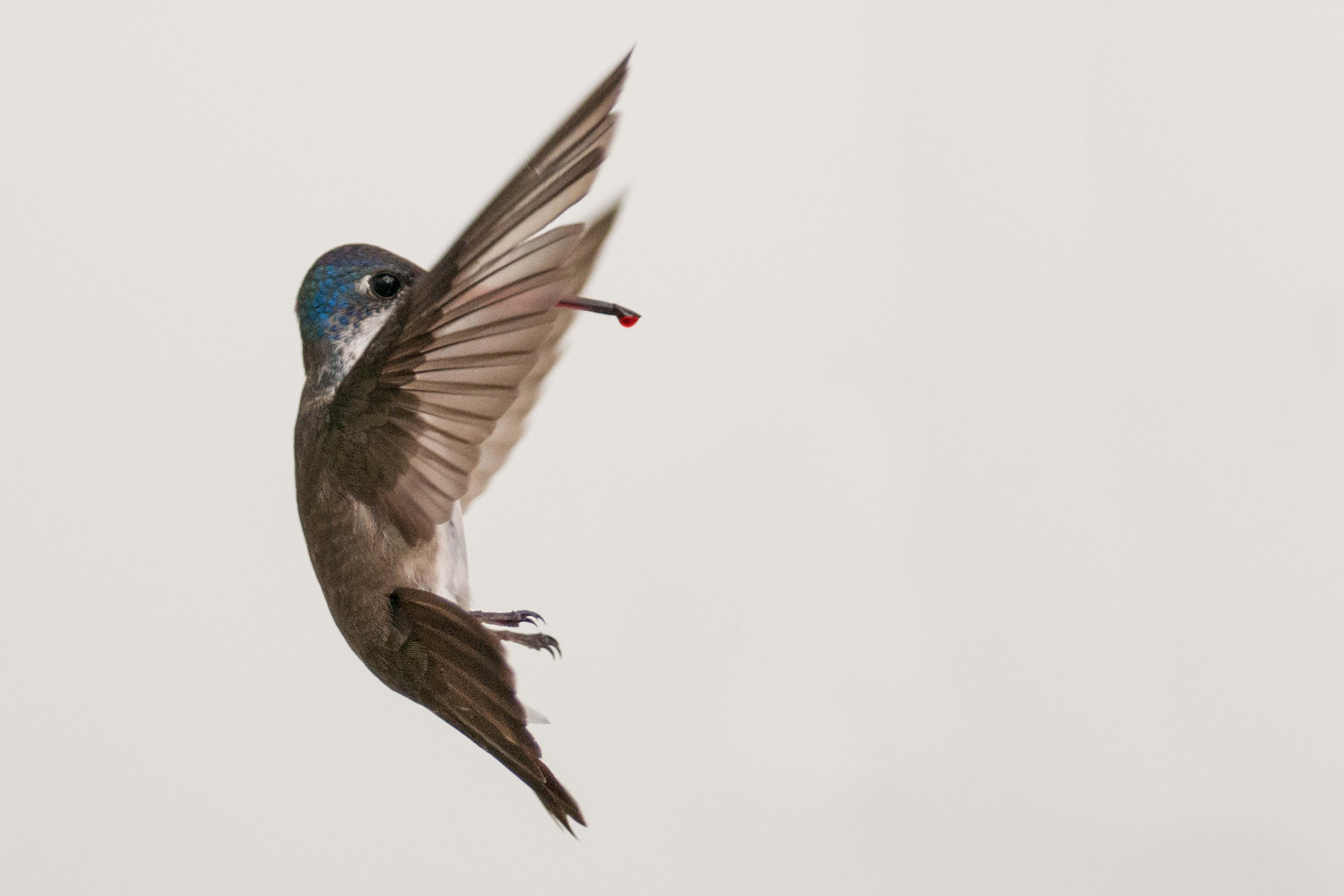 Activistas en SLP llaman a no utilizar colibríes para “amarres” este 14 de febrero