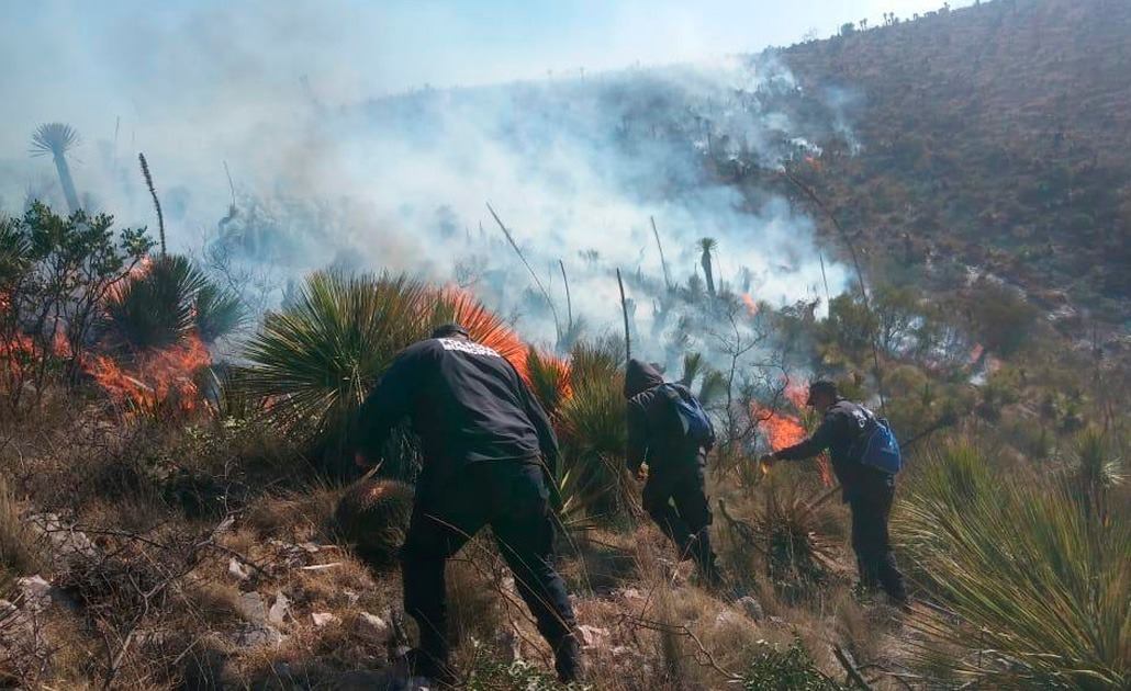 Más de 600 hectáreas afectadas, el saldo de los incendios forestales en SLP en 2022