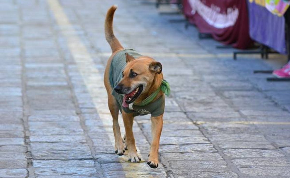 Canelo, el perro aventurero de San Luis Potosí. ¿Dónde está la famosa mascota potosina?