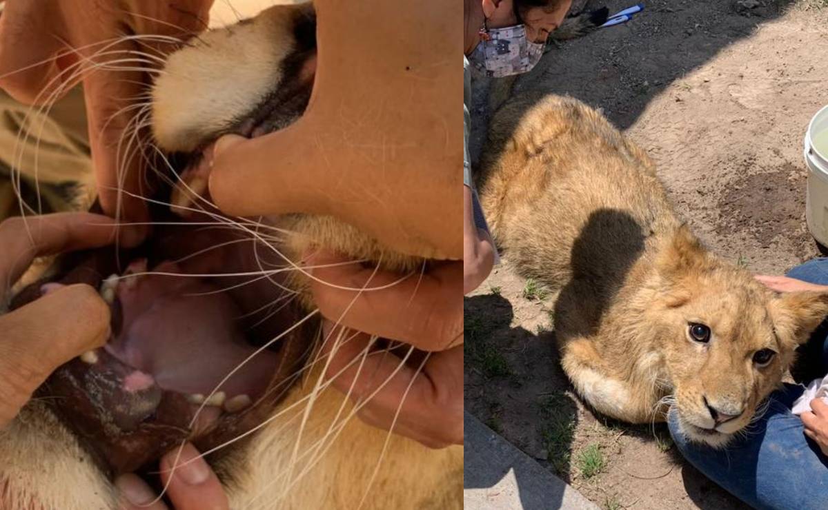 ¡Le cortaron garras y lo descolmillaron! Salud de león africano hallado en Ecatepec es mala