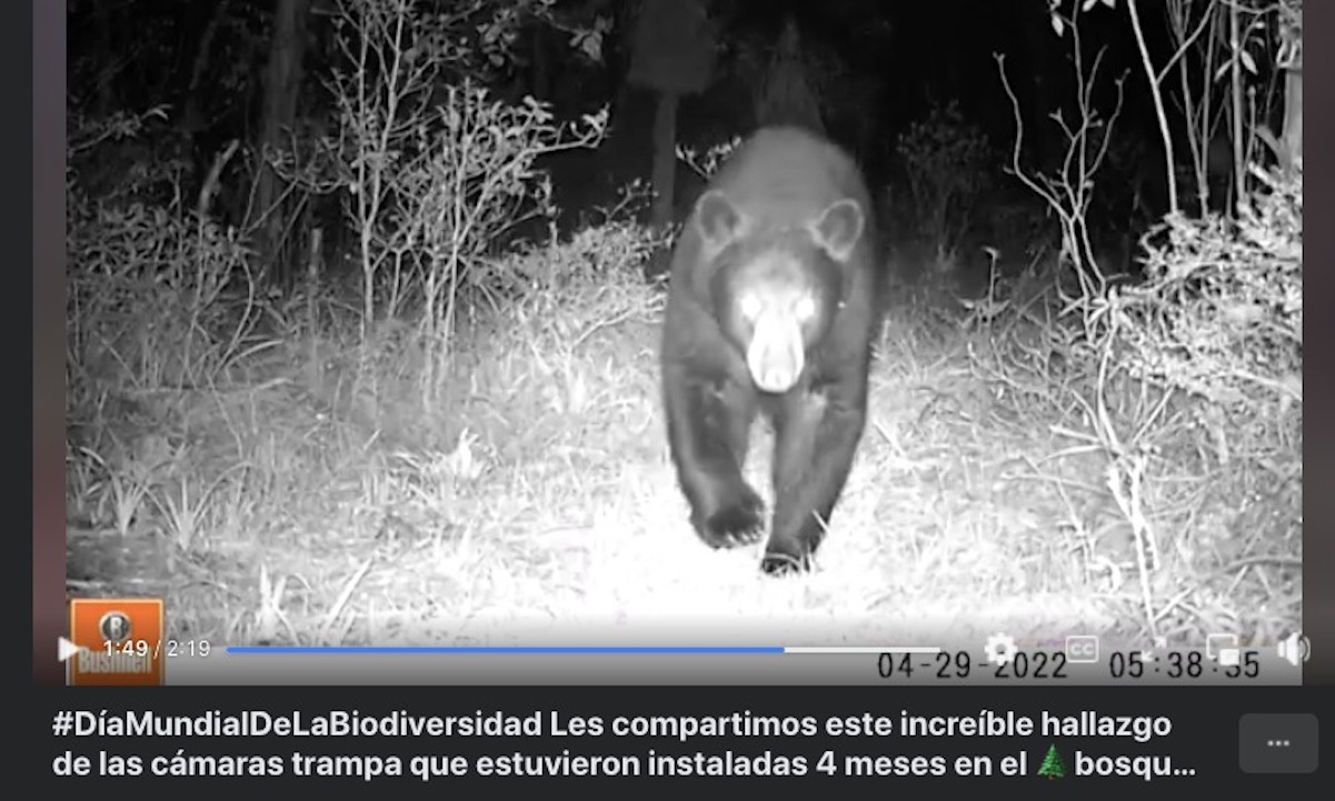 Captan un oso y un puma en el Bosque de Niebla, en los límites de San Luis Potosí con Querétaro