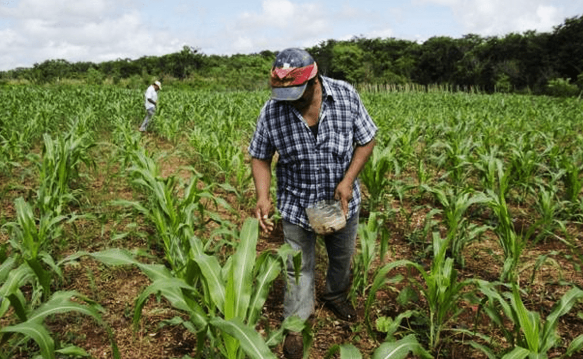 Inspeccionarán campos agrícolas en SLP; buscan proteger derechos laborales de trabajadores