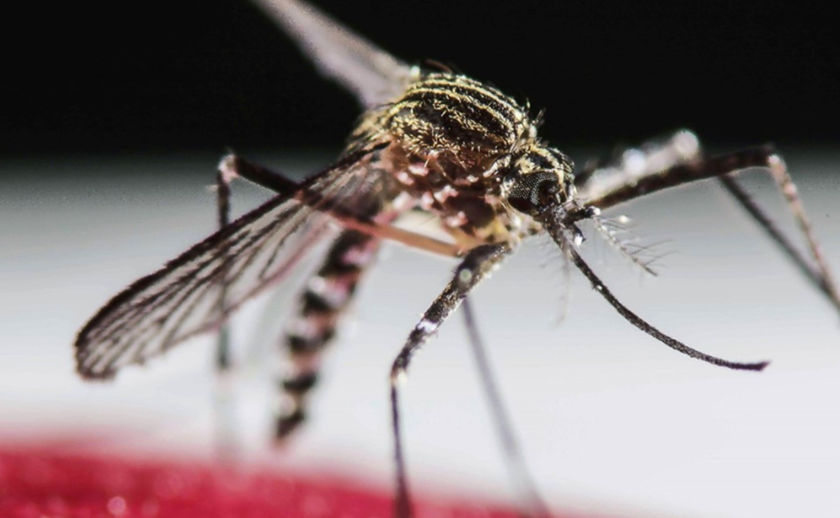Advierte Sector Salud sobre riesgos de transmisión por Covid y dengue