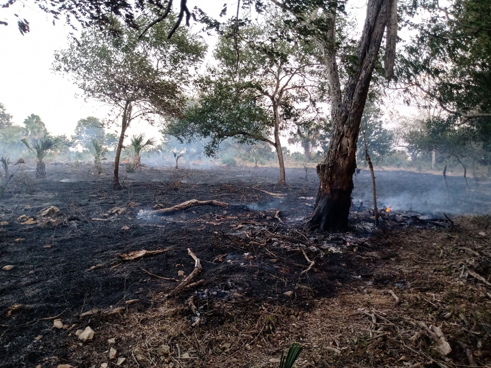 Se han registrado cinco incendios en la última semana en SLP; 111 hectáreas han sido afectadas 