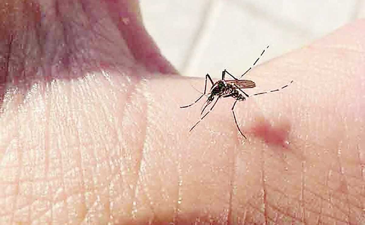 Reporta San Luis Potosí 133 casos sospechosos de dengue, informó el secretario de Salud estatal, Daniel Acosta.
