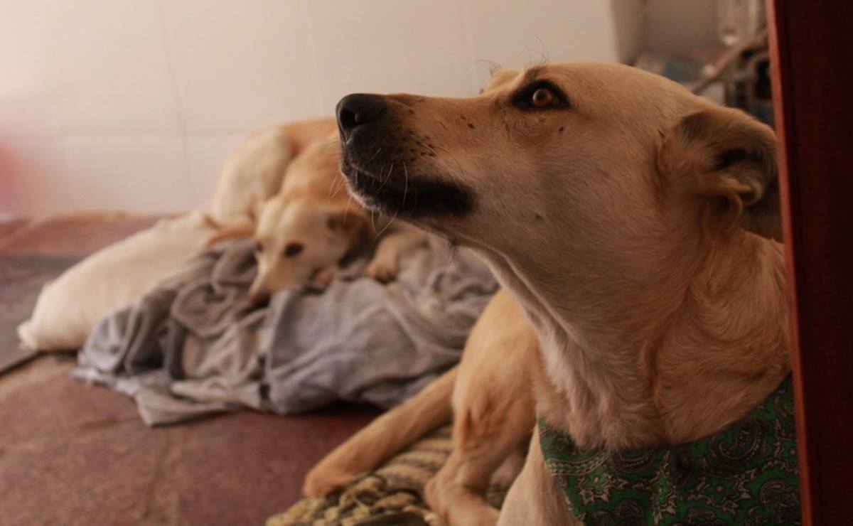 “No puedes ver a un perro en la calle y no hacer nada”: Buscan ayudar con rifa a peluditos de SLP