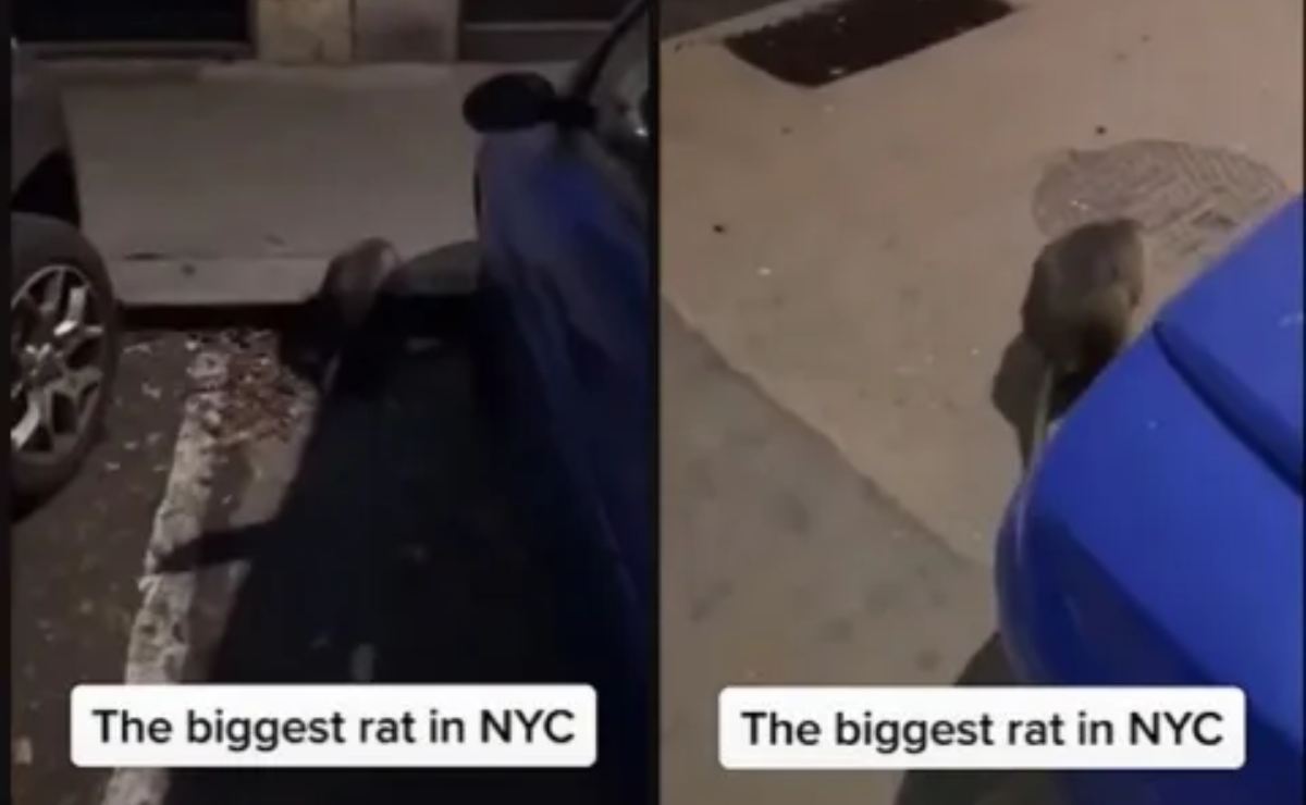 rata gigante viral