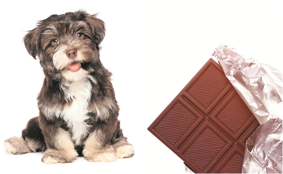 Estas son las razones por las que no debes darle chocolate a tus perros
