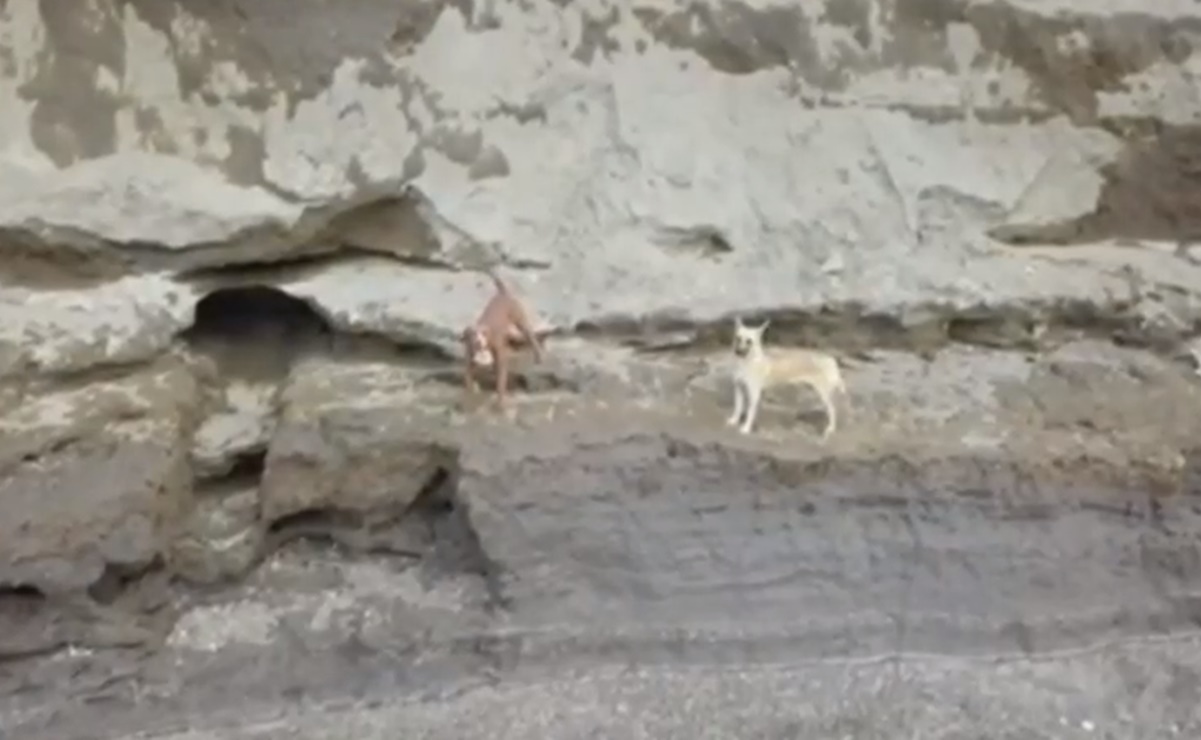 Viral. Dron capta en video a perritos atrapados en socav&oacute;n de Puebla